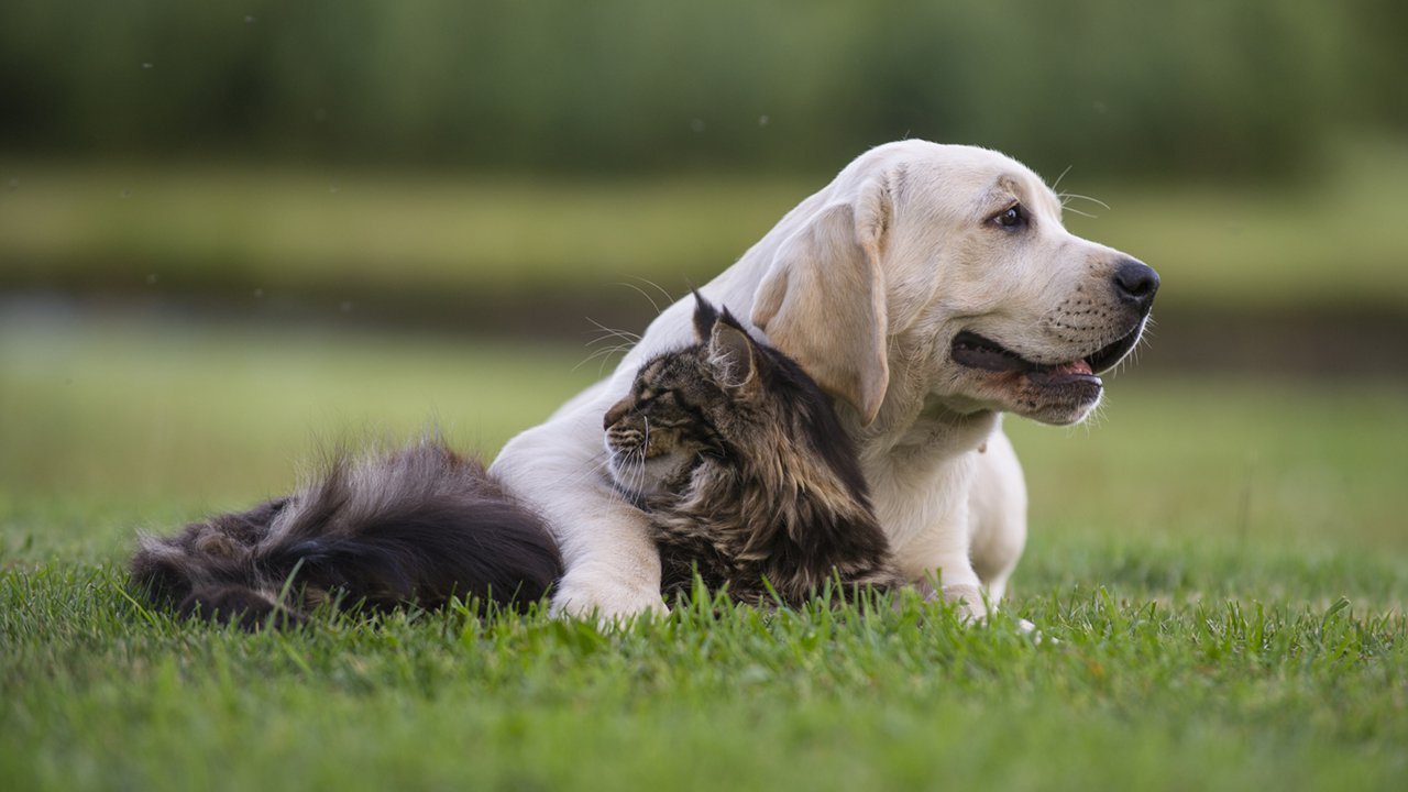 cat-and-puppy-friendship